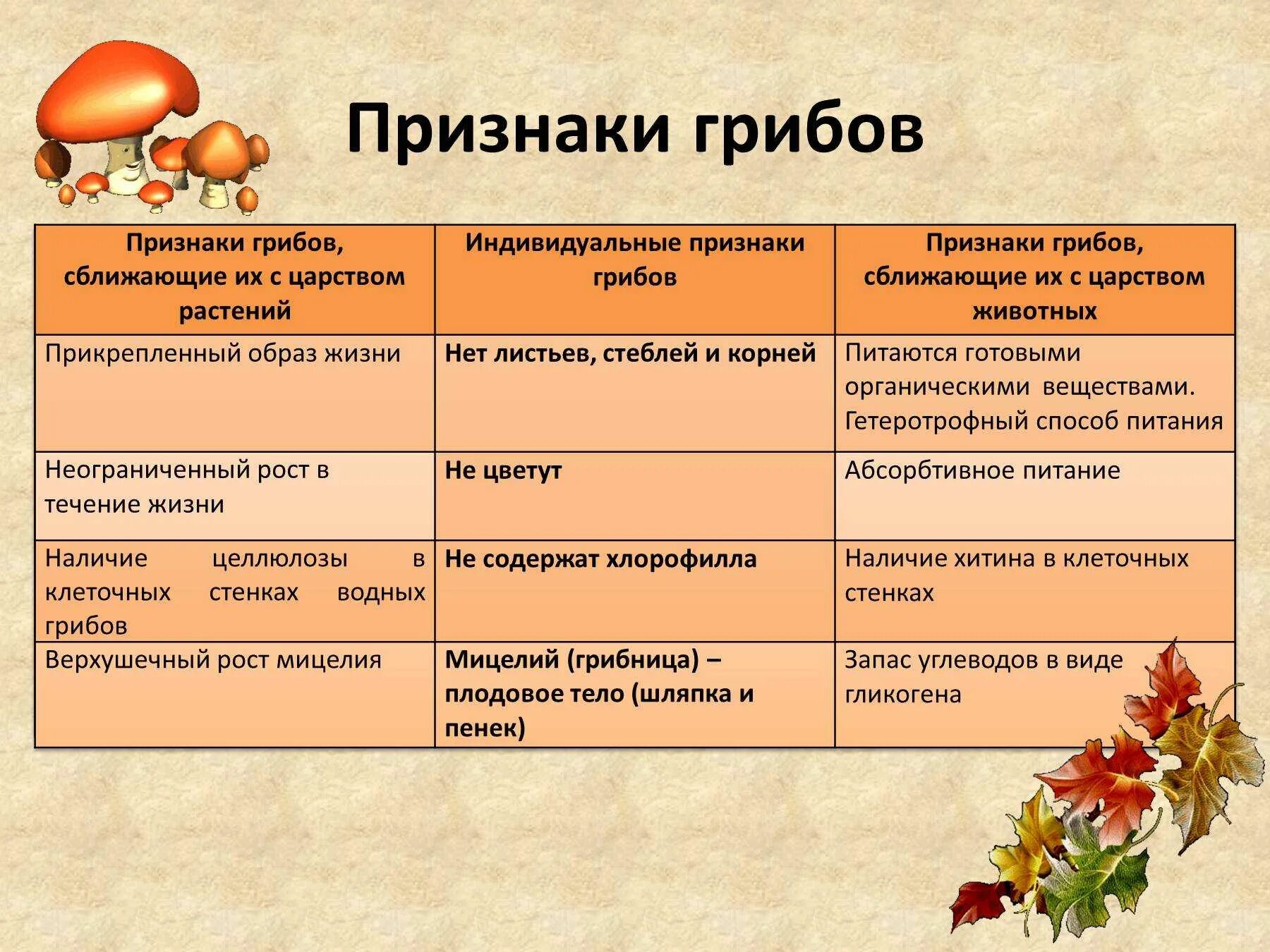 Растительные признаки грибов. Общая характеристика грибов 6 класс биология таблица. Особенности царства грибы. Общая характеристика грибов строение. Общая характеристика грибов 5 класс биология таблица.