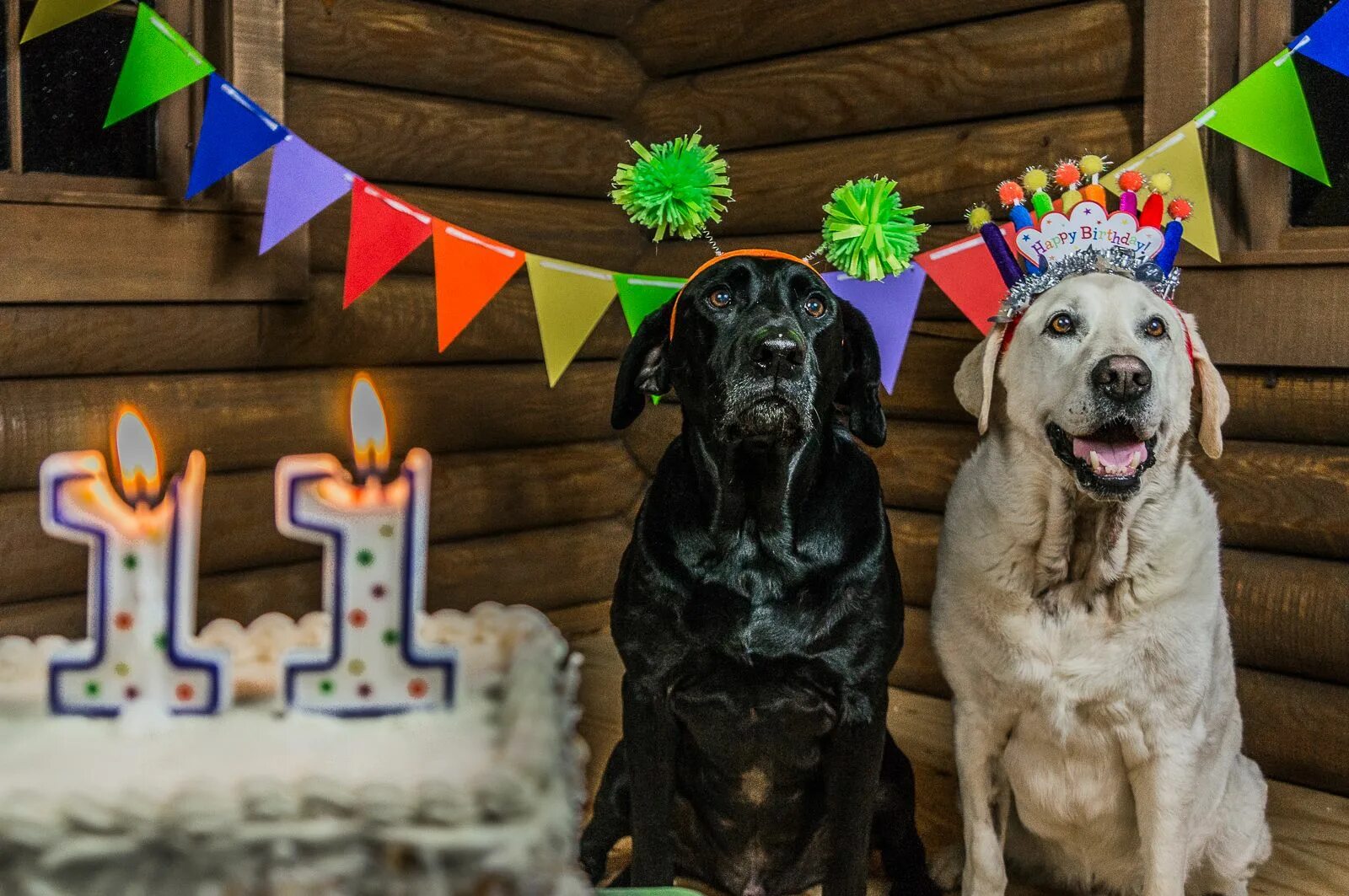Собака с праздником. Празднование дня рождения животного. С днем рождения животные. Праздники животных. Petting party