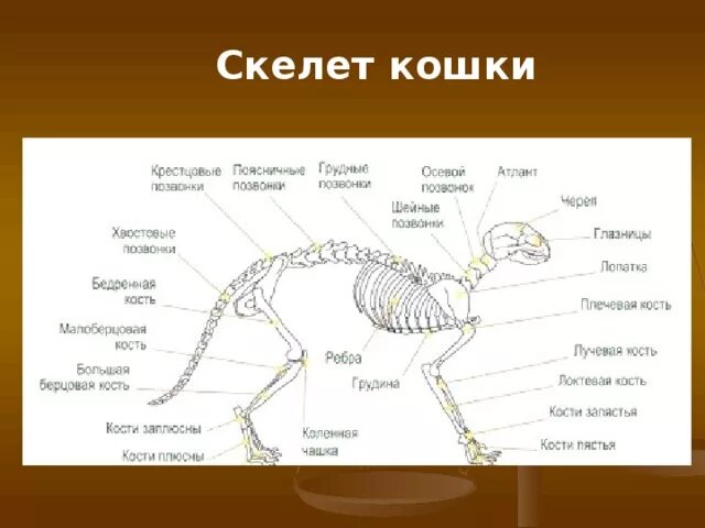 Строение скелета котенка. Скелет кошки с названием костей. Скелет кошки с описанием костей. Скелет строение скелета кота.
