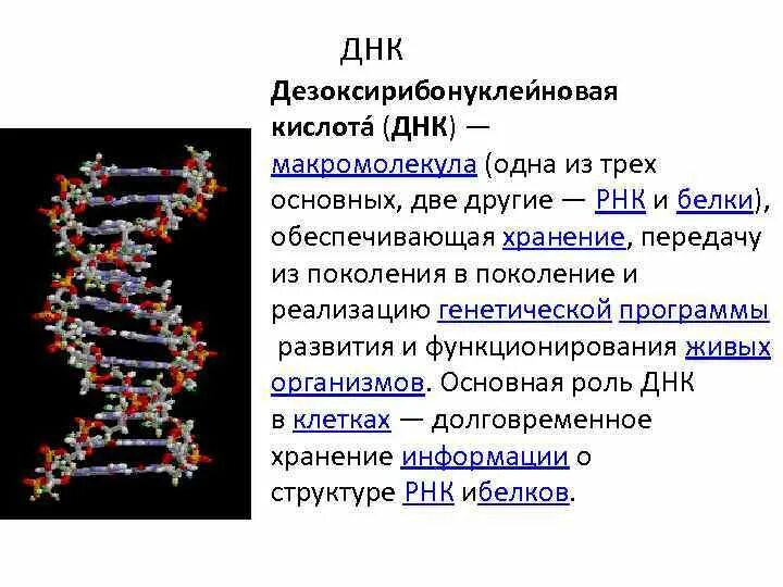 ДНК И РНК расшифровка. Как расшифровывается ДНК И РНК. Дезоксирибонуклеиновая кислота ДНК РНК. Строение макромолекулы ДНК И РНК.