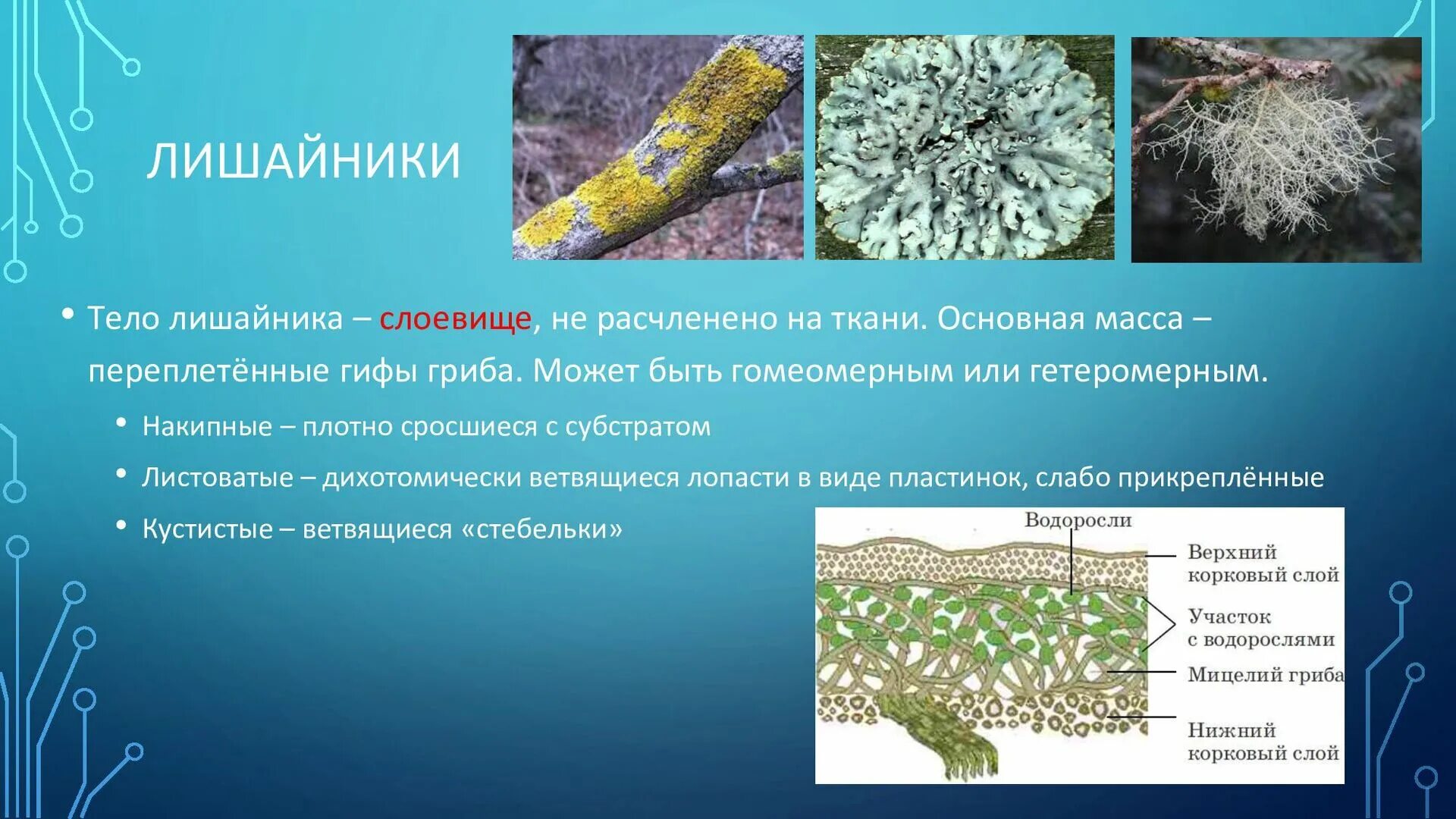 Грибы входят в состав лишайников. Тело лишайника слоевище. Строение слоевища лишайника. Цианобактерии в лишайниках. Бактерии грибы лишайники.
