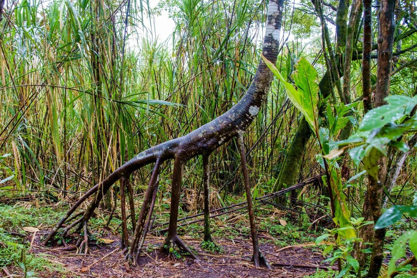 Walking tree