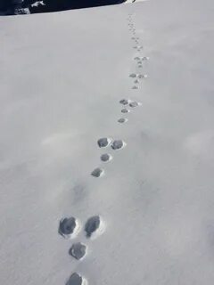 Как выглядят следы лисы на снегу фото