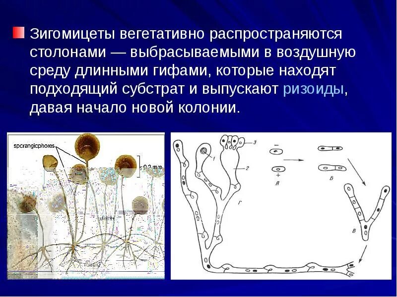 Зигомицеты это. Зигомицеты строение мицелия. зигомицеты размножение цикл. зигомицеты жизненный цикл. отдел зигомицеты представители.