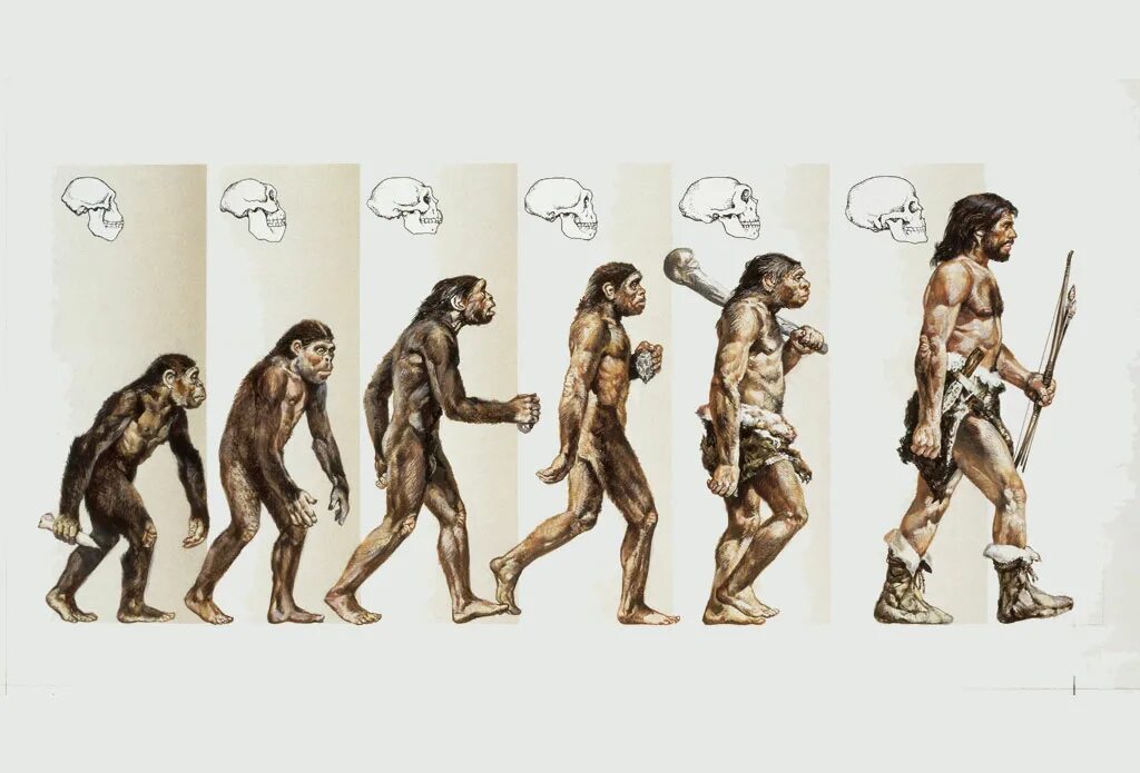 Хомо сапиенс сколько лет существует. Эволюция человека. Эволюция человека до обезьяны. Эволюция обезьяны в человека. Эволюционная цепочка человека.