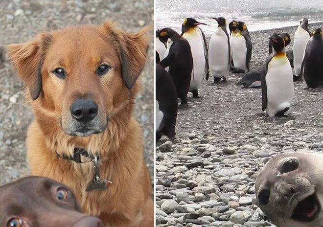 Братья животные. Любовь животных. Животных обсуждение. Лев самка. Животных обсуждение.