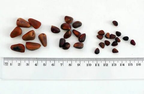 Семена сосны кедровой сибирской