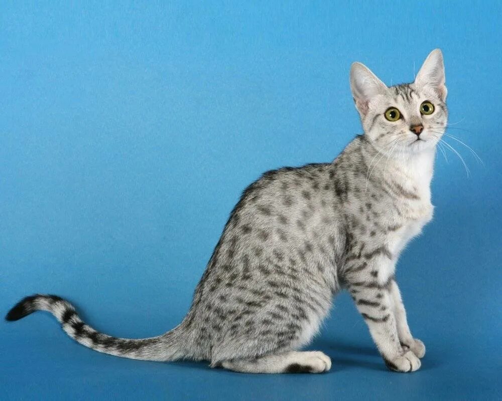 Найти породу кошки. Египетская МАУ. Порода кошек Мао. Египетская МАУ серебро. Египетская порода кошек.