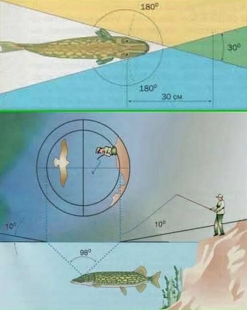 Рыба видит приманку. Как видят рыбы. Рыба видит приманку а не крючок. Очки для рыбалки чтобы видеть рыбу в воде.