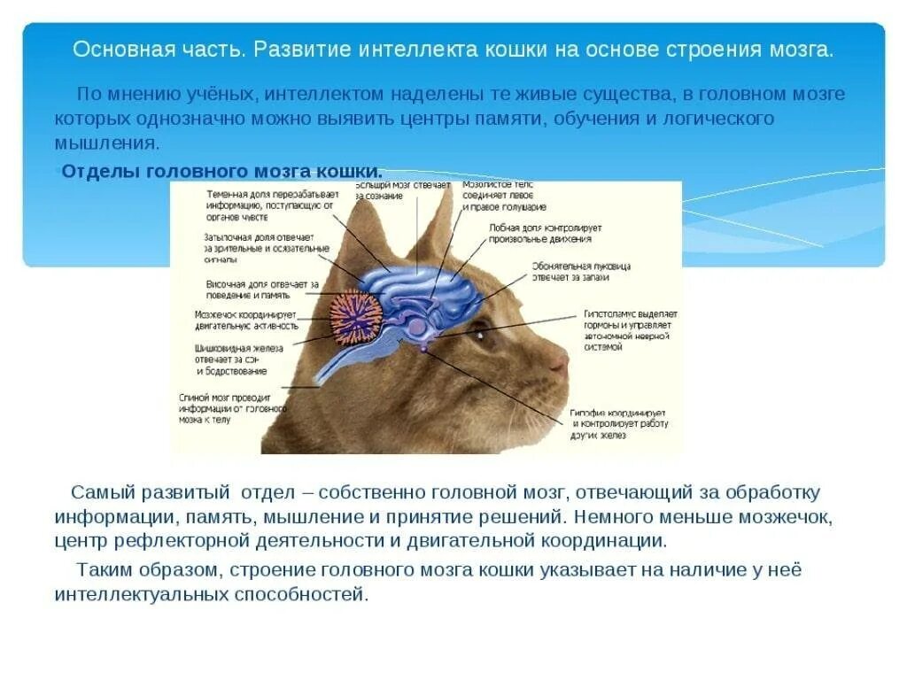 Мозг кошки. Строение головного мозга кошки. Строение мозга кота. Структуры головного мозга кошки. Головной мозг кошки анатомия.