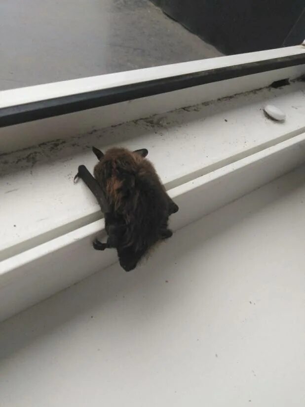 Летучая мышь в квартире. Летучая мышь залетела. Летучая мышь залетела на балкон. Залетает в дом летучая