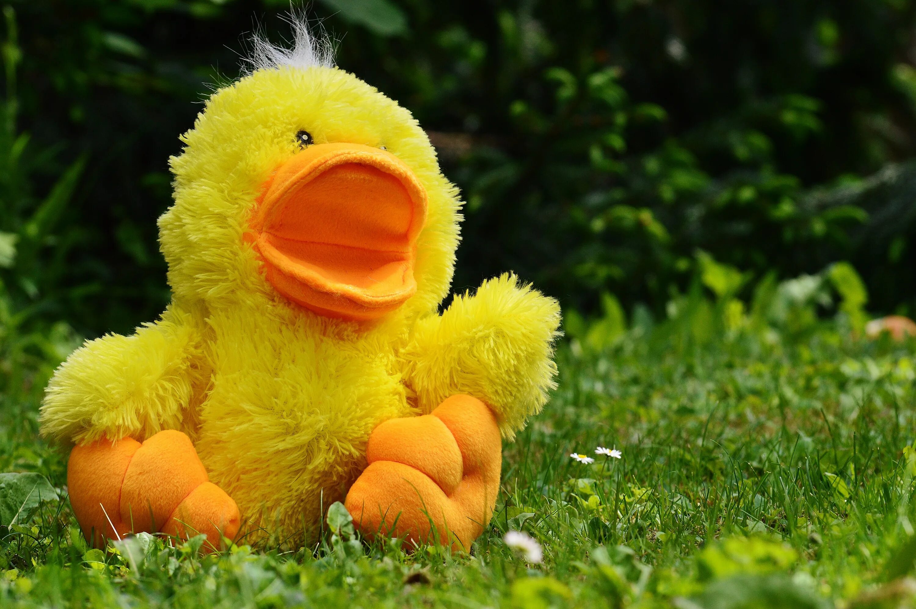 Песня fluffing a duck