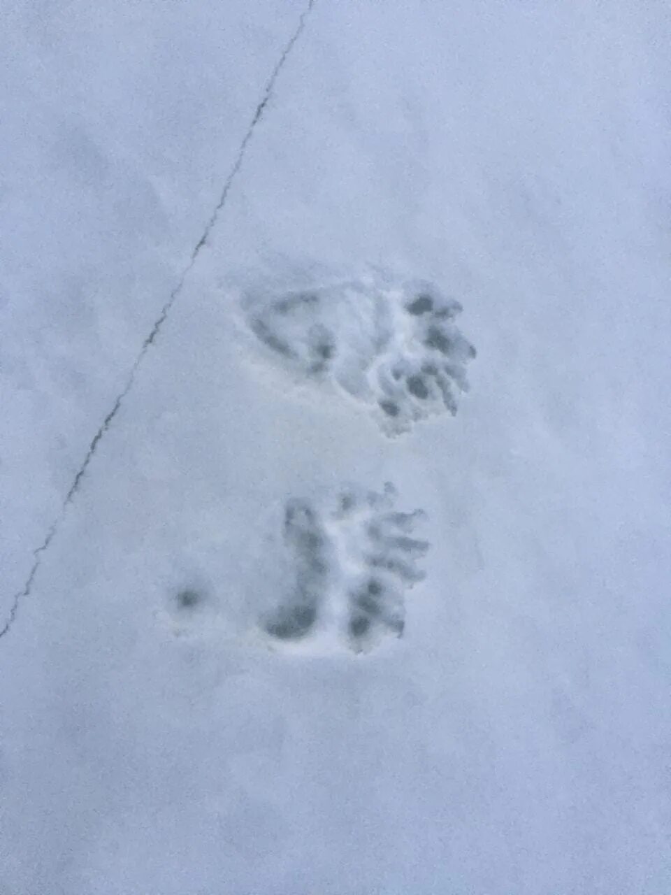 Следы медведя на снегу. Медвежьи следы на снегу. Следы белого медведя. След медвежонка.