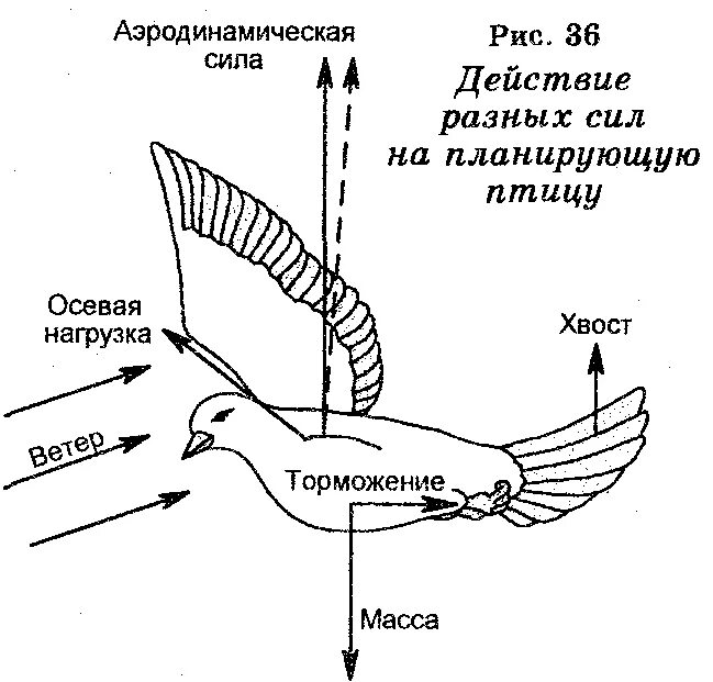 Класс птицы нервная. Строение нервной системы птиц. Нервная система система птиц. Нервная система птиц 7 класс. Нервная система птиц схема.