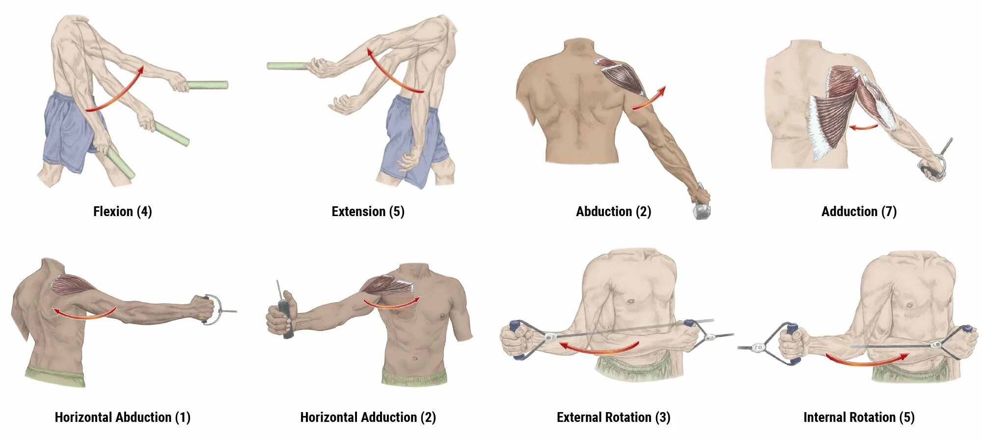 False movement. Flexion extension. shoulder joint movements. abduction anatomy. shoulder extension.