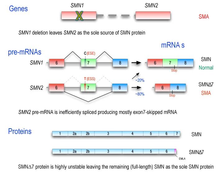 Smn1 гены. Ген smn1 и smn2. Sma ген smn2. Механизм развития СМА. Ген 1 телефон