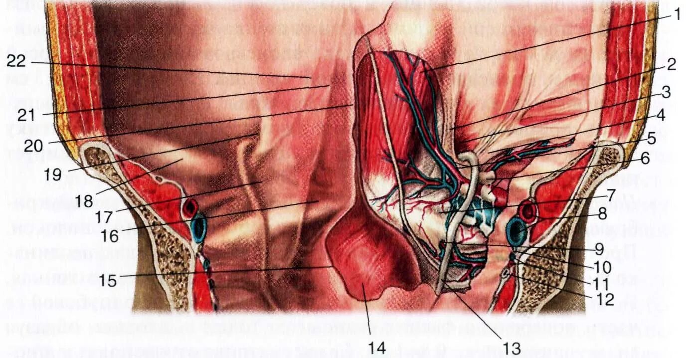 Паховая складка у мужчин. Паховая складка анатомия. Задняя поверхность Нижнего отдела передней брюшной стенки. Передняя стенка пахового канала.