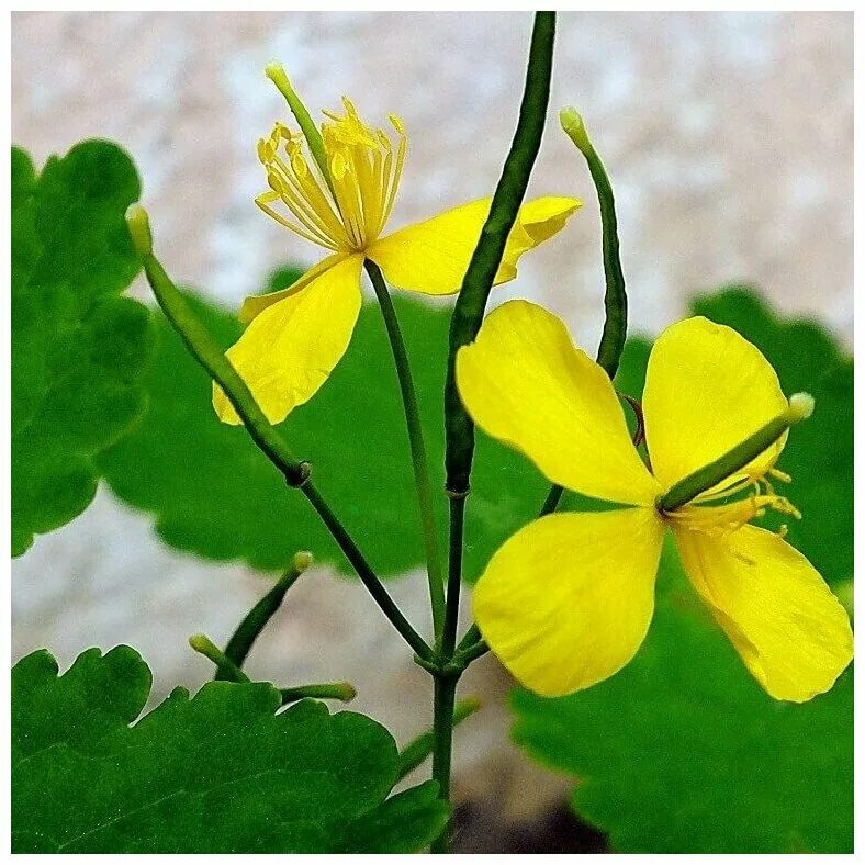 Чистотел бородавник. Chelidonium majus. Чистотел соцветие. Чистотел ГФ. Чистотел стоит