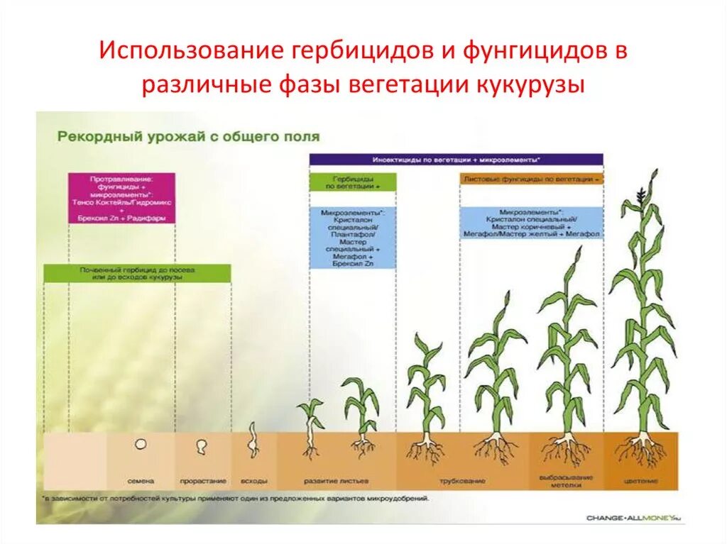 Вегетация определяется. Схема развития кукурузы. Высота кукурузы по фазам развития. Кукуруза этапы роста и развития. Фазы вегетации кукурузы.