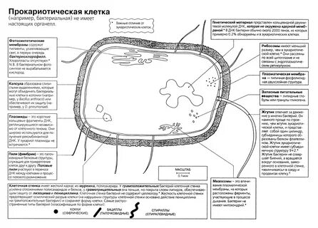 СТРОЕНИЕ БАКТЕРИАЛЬНОЙ КЛЕТКИ 2022 Биология ЕГЭ-2023 ВКонтакте