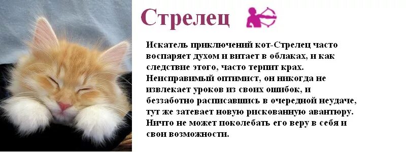 тотемное животное. стрелец кот характеристика. стрелец кот характеристика. знаки зодиака стрелец год кролика. гороскоп на 2023 стрелец.