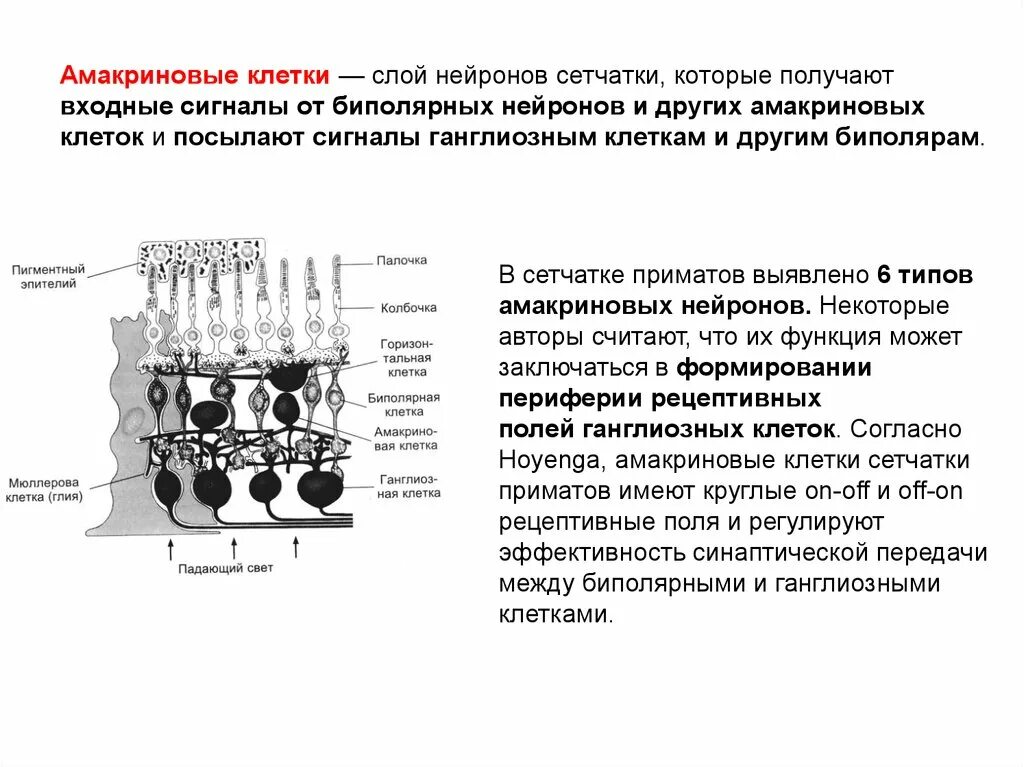 Сетчатка тело функции. Функция амакриновых клеток сетчатки глаза. Биполярные и ганглиозные клетки сетчатки. Горизонтальные и амакринные клетки сетчатки. Ганглиозные клетки сетчатки функции.