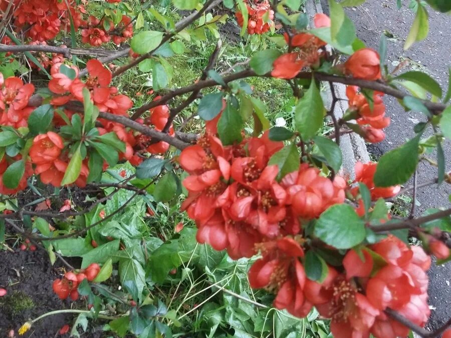 Айва японская декоративная кустарник. Китайская айва кустарник. Айва японская Клементин. Кустарник лимонник айва. Айва кустарник полезные свойства