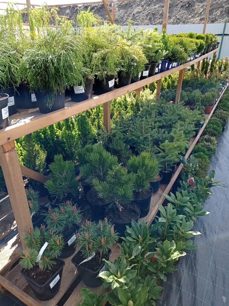 республика крым, феодосия, сот фгои ручеёк, виноградная ул. ярмарка дары лета. сады беловых воронеж. сады беловых воронеж. сады беловых воронеж.