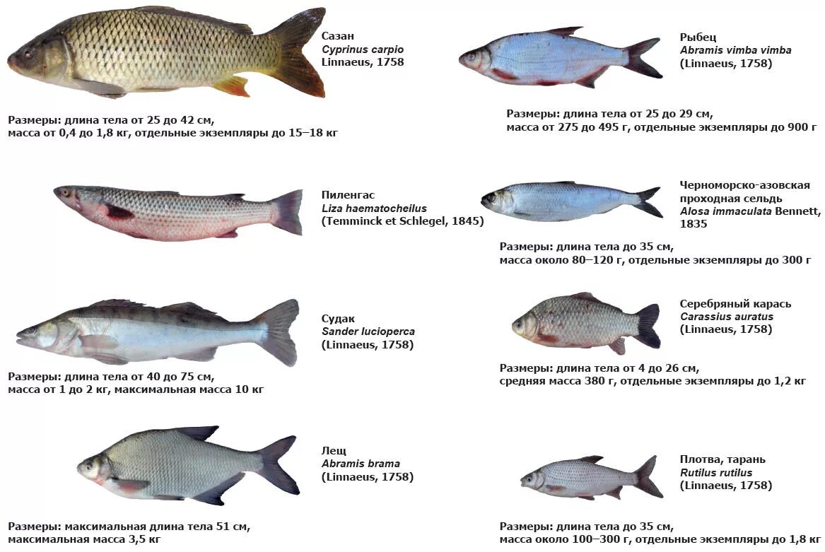Промысловые группы рыб. Классификация промысловых рыб. Промысловые рыбы таблица. Промысловые рыбы Азовского моря. Основные семейства промысловых рыб.