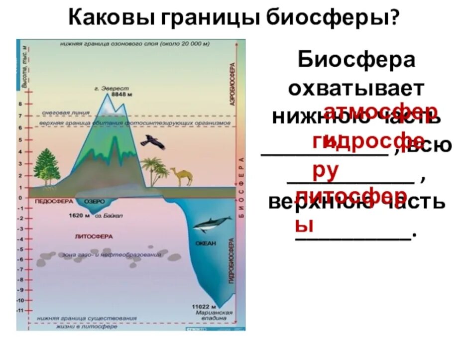 Биосфера границы биосферы среды. Строение биосферы земли. Границы биосферы схема 11 класс. Рис 103 границы биосферы. Чем определяются границы распространения живых организмов