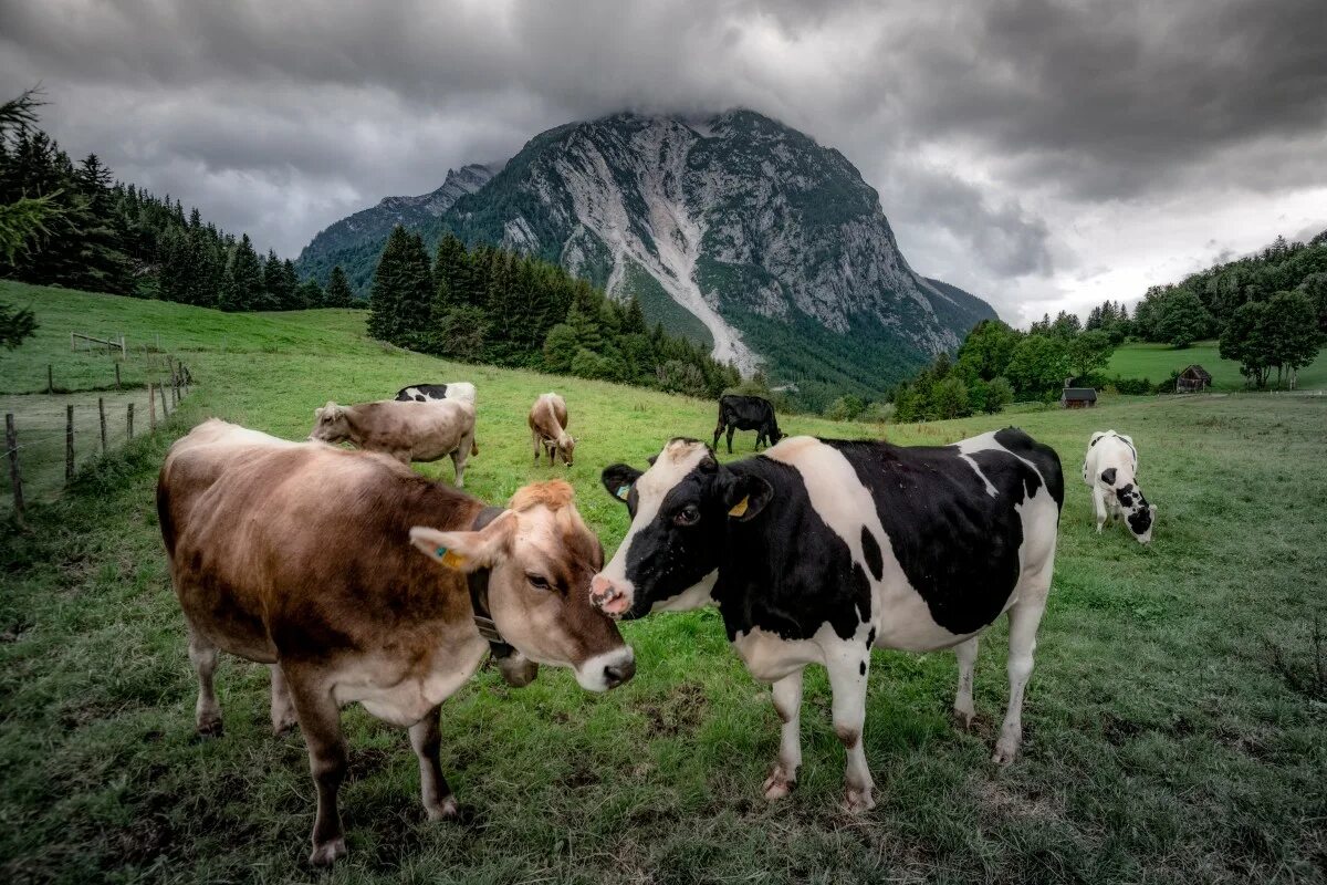 Альпийские Луга с коровами Швейцария. Крупнорогатый скот Австрии. Альпийские коровы Австрия. Альпы коровы Австрия. Ферма коровок