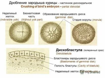 Что относится к неклеточным
