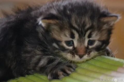 Сибирский котенок в добрые