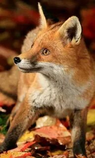 Falling fox