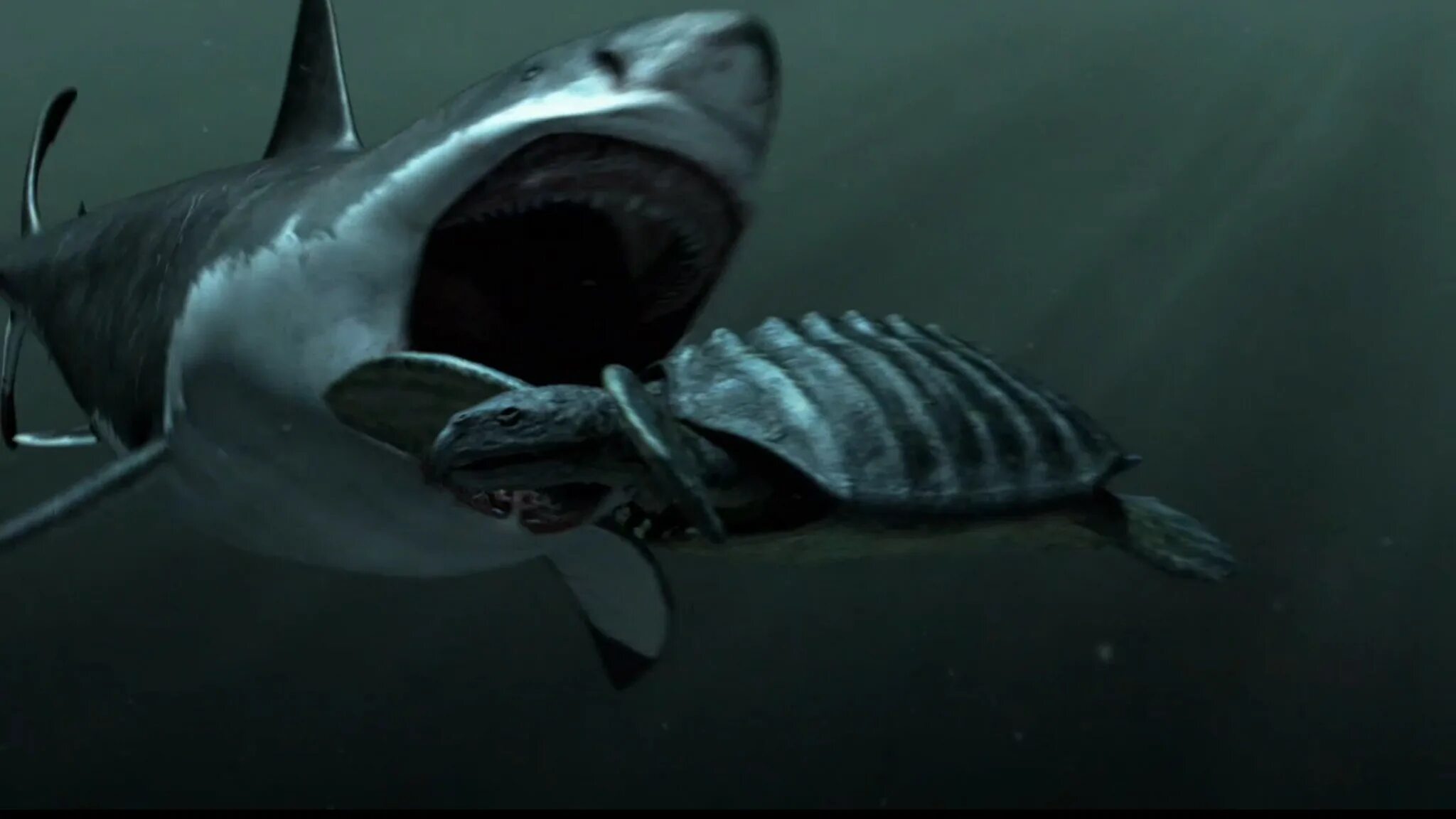 Megalodon shark
