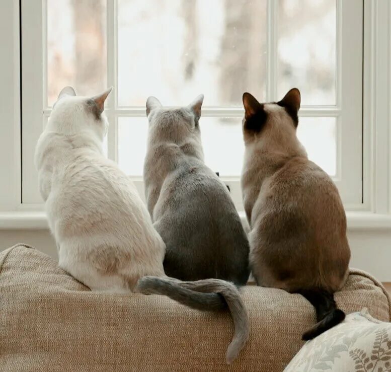Коробка для кота. Дом для котят. Три кошки дома. Три кошки дома. Три кошки.