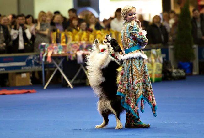 Танец собак игры будущего. Фристайл спорт с собакой. Танцы с собаками. Танцующие собачки. Фристайл с собакой.