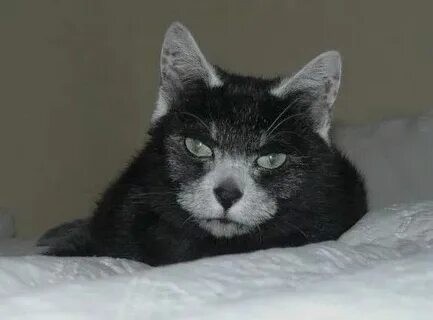 Трансильванская кошка
