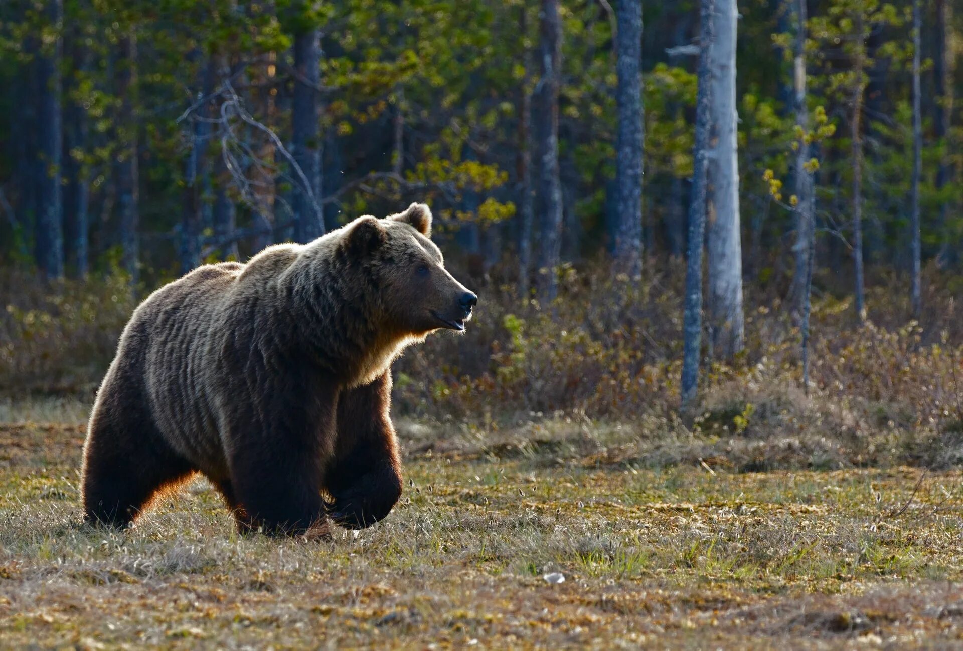 Бурый медведь животное распространенное на территории. Уссурийский бурый медведь. Аляскинский бурый медведь. Кузнецкий Алатау бурый медведь. Бурый медведь Забайкальского края.