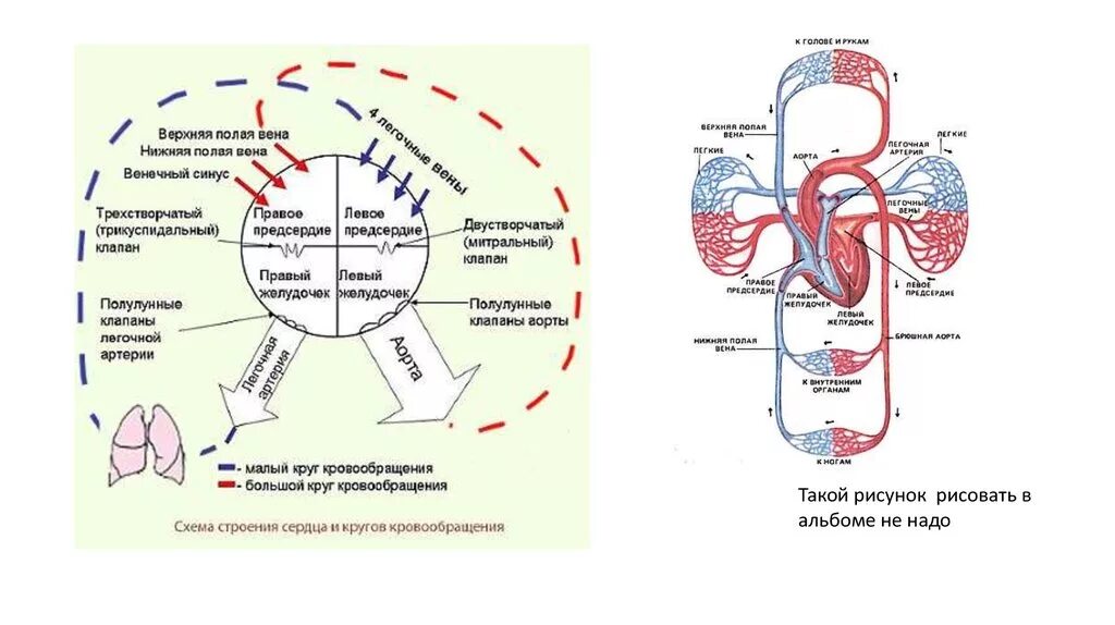 Схема движения крови по кругам кровообращения. Схема большого и малого круга кровообращения. Круги кровообращения человека схема последовательность. Строение большого и малого круга кровообращения человека.