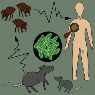 Люди могут заразиться чумкой. Бубонная чума бубонная чума. Люди могут заразиться чумкой. Люди могут заразиться чумкой. Люди могут заразиться чумкой.
