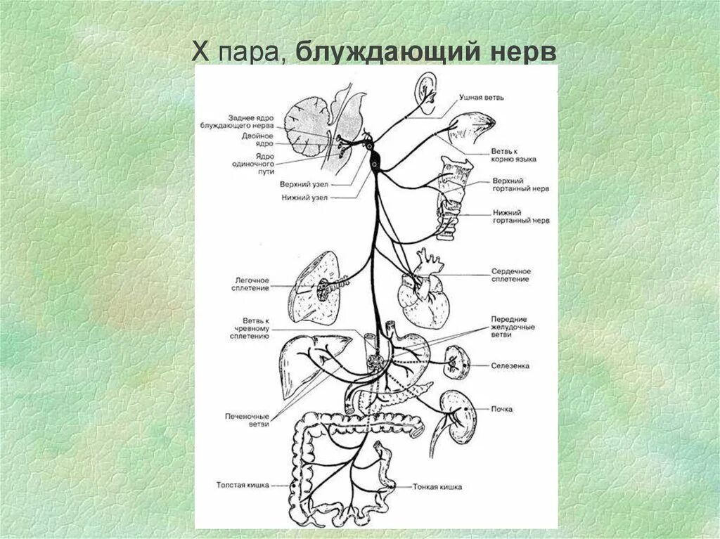 Ход блуждающего нерва анатомия. Ветви блуждающего нерва анатомия. Вагус нерв анатомия схема. Схема ветвей блуждающего нерва. Иннервация блуждающего нерва