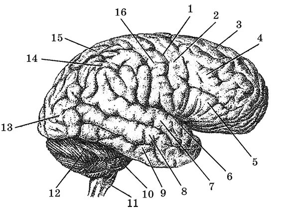 2 поверхности головного мозга. Верхнелатеральная поверхность полушария большого мозга. Извилины головном мозге анатомия. Верхняя латеральная поверхность больших полушарий. Борозды ВЕРХНЕЛАТЕРАЛЬНОЙ поверхности головного мозга.