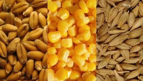 Овес кукуруза картофель