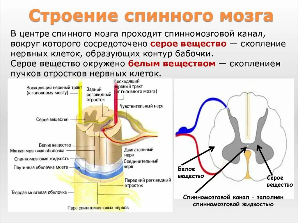 Центральный спинномозговой канал. Белое вещество спинного мозга 8 класс биология. Строение нервной системы человека спинной мозг. Схема спинной мозг вещество жидкость. Спинной мозг расположение строение функции.