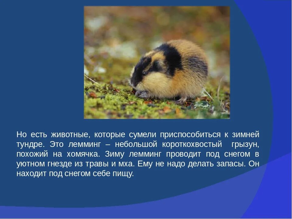Лемминг фото и описание. Лемминг интересные факты. рассказ о лемминге. факты о леммингах. лемминг доклад.