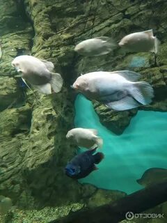 Океанариум уфа