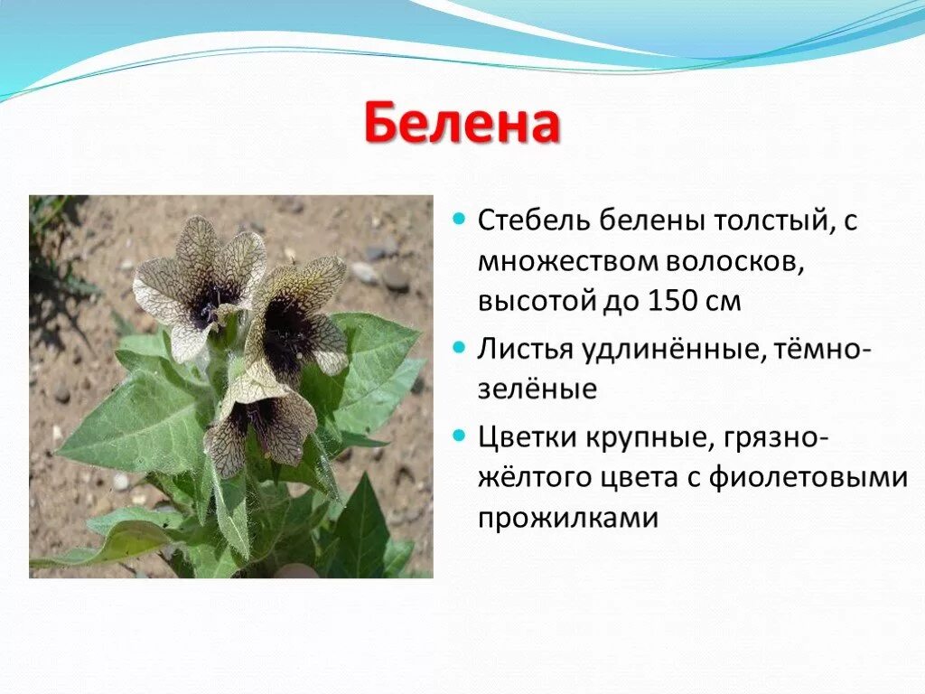 белена черная плод. черная белена ядовитая цветы. белена черная жилкование. белена черная ядовитое растение. белена ядовитое растение.