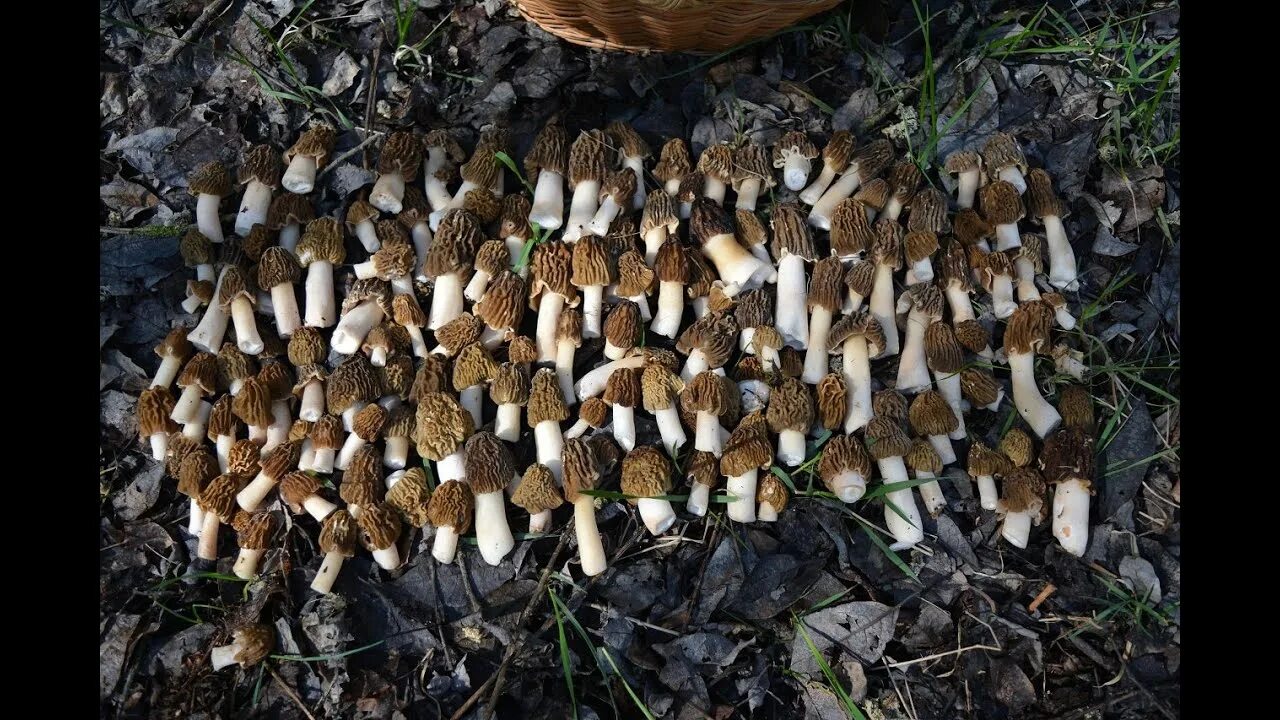 Первые грибы после зимы. Сморчки. Весенние грибы в июне. Гигантские грибы в Башкирии. Сморчки много в лесу.