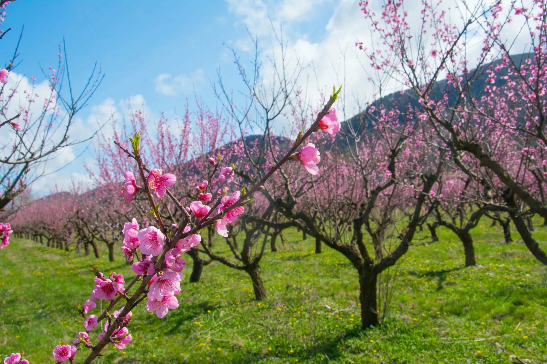 Цветущее дерево персика. Персиковые сады Пшада. Персиковые сады в Дагестане цветение. Цветение персикового дерева в Крыму.